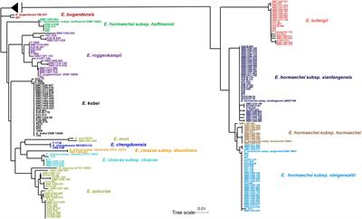 Species identification, antibiotic resistance, and virulence in Enterobacter cloacae complex clinical isolates from South Korea